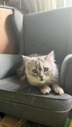 Ragdoll kater kitten, Dieren en Toebehoren, Katten en Kittens | Raskatten | Langhaar, 0 tot 2 jaar, Kater, Gechipt