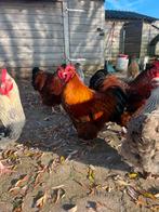 Orpington hanen van dit jaar, Dieren en Toebehoren, Pluimvee, Mannelijk, Kip