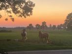 Stal sandebuur, Dieren en Toebehoren, Stalling en Weidegang, Stalling, 1 paard of pony