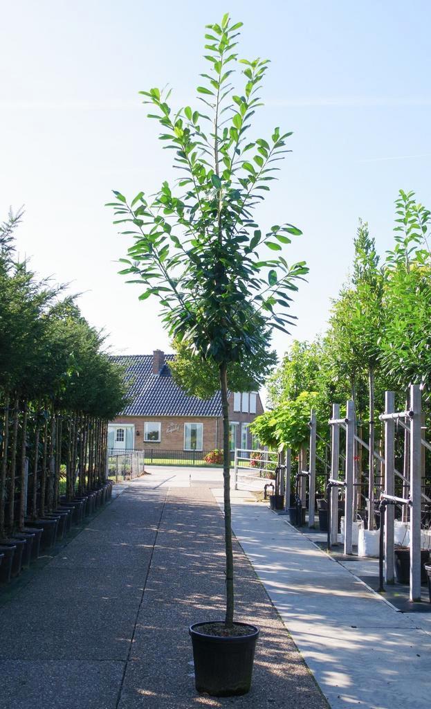 leilaurier prunus novita groenblijvende bomen, Tuin en Terras, Planten | Bomen, Leiboom, In pot, Ophalen