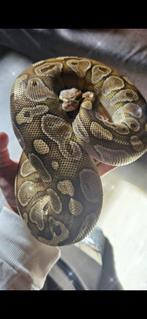 Koningspyton, Dieren en Toebehoren, Reptielen en Amfibieën, Slang, Tam, 3 tot 6 jaar