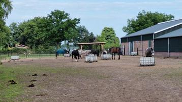 Pensionstal, kleinschalig, wei, paddock paradise, aan t bos beschikbaar voor biedingen