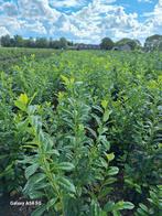 Laurier, prunus laurocerasus novita, Ophalen of Verzenden, Laurier, 100 tot 250 cm