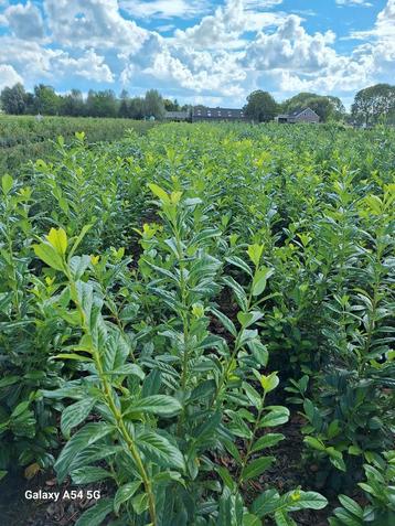 Laurier, prunus laurocerasus novita  beschikbaar voor biedingen