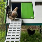 Ultieme Ladder voor Omlet Eglu Cube Kippenhok, Dieren en Toebehoren, Ophalen, Zo goed als nieuw, Kippenhok of Kippenren