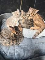Britse korthaar kittens, Dieren en Toebehoren, Katten en Kittens | Overige Katten