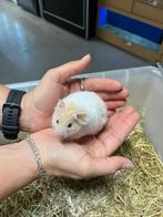 Te koop lieve jonge goudhamsters / Syrisch hamsters, Mei, Meerdere dieren, Hamster