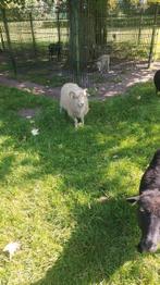 Oussant rammetjes, Dieren en Toebehoren, Schapen, Geiten en Varkens, Mannelijk, Schaap