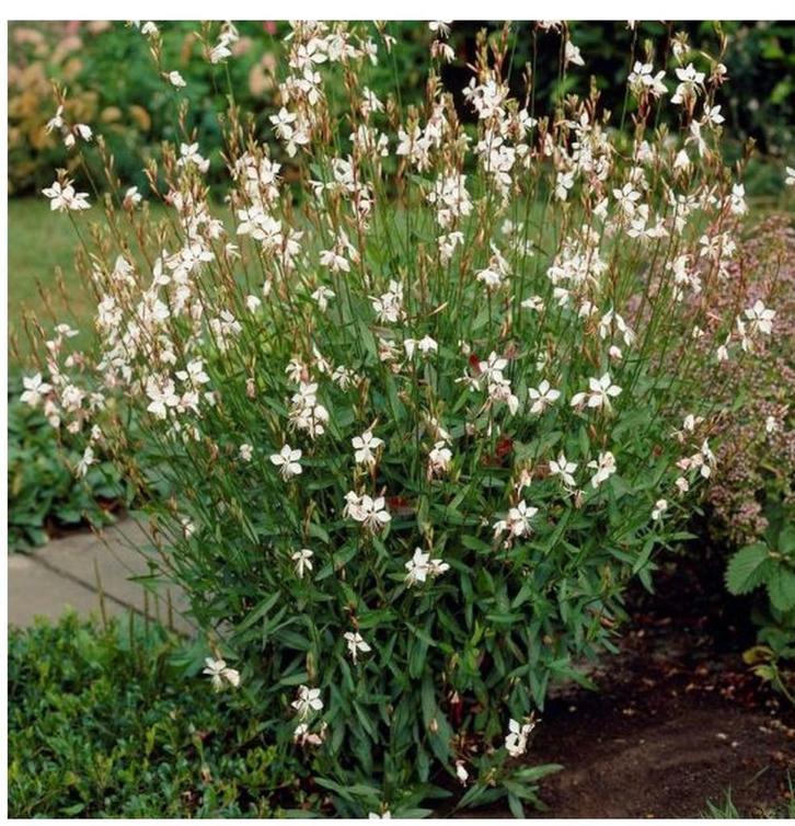 Gaura Planten (meerdere) - Prachtige Vaste Planten, Tuin en Terras, Planten | Tuinplanten, Vaste plant, Overige soorten, Volle zon