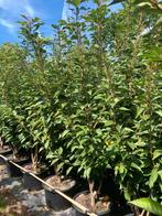 Prunus Kanzan Japanse sierkers, Tuin en Terras, Planten | Bomen, Verzenden, Lente, Halfschaduw, Overige soorten