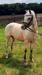 Mooie C pony, Dieren en Toebehoren, Pony's, Merrie, Recreatiepony