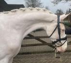 Mooie 4 jarige NRPS e-pony merrie v. Davinci du Bois, Met stamboom, Dressuurpony, Zadelmak, 3 tot 6 jaar