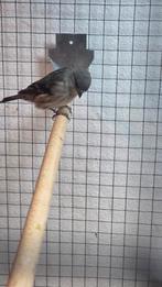 Leuke bastaard sijs x kanarie?, Dieren en Toebehoren, Vogels | Overige Vogels, Geslacht onbekend, Wildzangvogel, Geringd