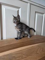 Cyprese kittens, nog 1 beschikbaar!, Dieren en Toebehoren, Katten en Kittens | Overige Katten, Kater, Kortharig, 0 tot 2 jaar