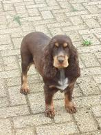 Mooi cocker teefje zoekt een warme thuis, Dieren en Toebehoren, België, Particulier, Rabiës (hondsdolheid), Teef