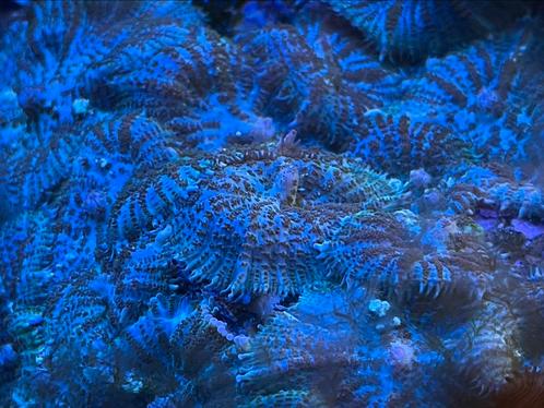 Groene oren voor zeeaquarium, Dieren en Toebehoren, Vissen | Aquariumvissen, Zoutwatervis, Overige typen