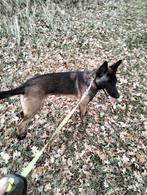 Mechelse herder teef gratis, 15 weken tot 1 jaar, CDV (hondenziekte), Teef, Eén hond