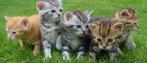 Gezocht kitten, Ophalen of Verzenden, Hond of Kat