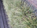 Siergras caret morrowii, Tuin en Terras, Ophalen, Siergrassen, Volle zon