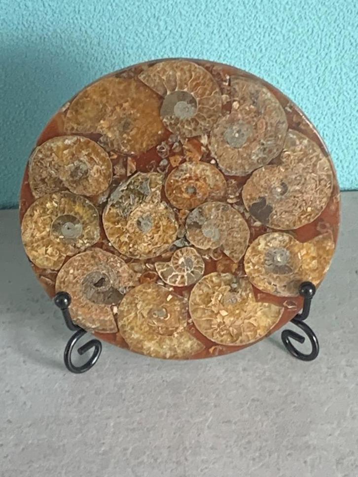 Plaat met ammonieten (i-1) Ø 110 mm, inclusief standaard., Verzamelen, Mineralen en Fossielen, Fossiel, Verzenden