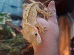 Gekkos zoeken nieuw GOED huisje, Dieren en Toebehoren, Reptielen en Amfibieën, Overige soorten, 0 tot 2 jaar
