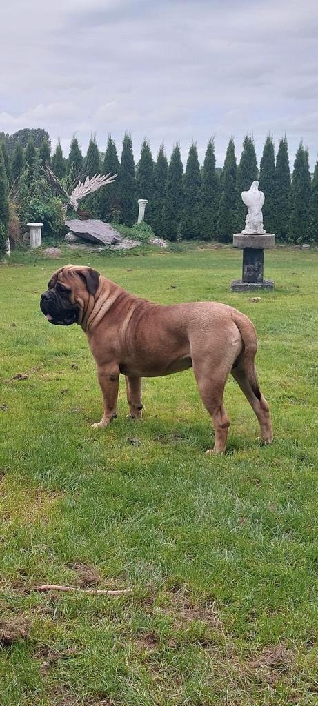Lieve bullmastiff, Reu 2 jaar, Dieren en Toebehoren, Honden | Bulldogs, Pinschers en Molossers, Reu, Bulldog, Particulier, Eén hond