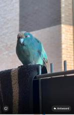 VERMIST, onze vogel VERMIST., Dieren en Toebehoren, Vogels | Parkieten en Papegaaien, Mannelijk, Parkiet