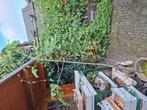 Kastanje boom 2 meter hoog, Ophalen, Volle zon, Overige soorten