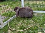 Franse hangoor havanna ram, Mannelijk, Groot, Hangoor, 0 tot 2 jaar