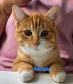 Kittens, Dieren en Toebehoren, Katten en Kittens | Overige Katten, Meerdere dieren, Kortharig, 0 tot 2 jaar