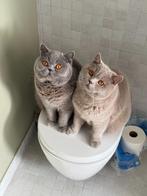 Twee Britse Korthaar katers (stamboom, gecastreerd, gechipt), Dieren en Toebehoren, Kater, Gechipt, 0 tot 2 jaar