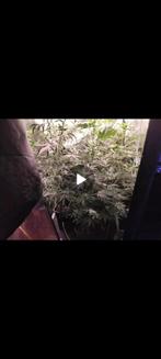 Growbox 1 m./1 m./2 m. Plus extras, Tuin en Terras, Ophalen, Gebruikt, Kweektent