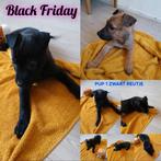 🐶 Laatste 4 Staff Malinois Pups! | Slechts €650,- 🐶, Dieren en Toebehoren, Meerdere, Meerdere dieren, Nederland, Fokker | Hobbymatig