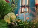 Baby Guppy 10x + waterplant guppy gras Najas Guadalupensis, Vis, Zoetwatervis, Schoolvis