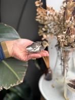 Kwartel kuikens, Ophalen of Verzenden, Halfschaduw, Minder dan 100 cm