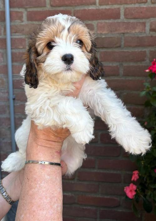 Lieve kleine cavapoo pup zoekt goudenmand., Dieren en Toebehoren, Honden | Niet-rashonden, Teef, Particulier, Eén hond, Nederland