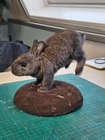 Opgezet baby konijntje / zoogdier taxidermie, Ophalen of Verzenden, Nieuw, Vogel, Opgezet dier