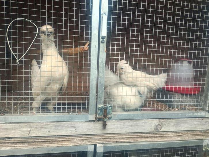 Krielkippen zijdehoen, Dieren en Toebehoren, Pluimvee, Kip, Vrouwelijk