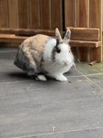 2 dwergkonijntjes (incl. hok en toebehoren), Dieren en Toebehoren, Konijnen, Mannelijk, Dwerg, 0 tot 2 jaar