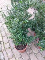 Ilex crenata 50/80 cm haagplant japanse hulst buxusvervanger, Vaste plant, Ophalen of Verzenden, Overige soorten