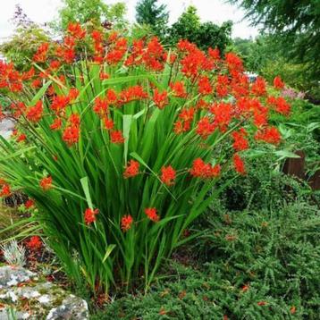 Crocosmia 'Lucifer' Rood. Vaste plant. OP=OP beschikbaar voor biedingen