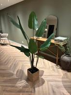 Strelitzia Nicolai - Ikea Kunstplant, 100 tot 150 cm, Overige soorten, In pot, Groene kamerplant