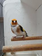 Majoorputter man, Dieren en Toebehoren, Vogels | Overige Vogels, Mannelijk, Wildzangvogel, Geringd