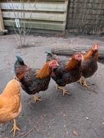 3 wyandotte kriel haantjes, Dieren en Toebehoren, Pluimvee, Mannelijk, Kip
