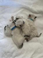 Ragdoll kittens, Dieren en Toebehoren, Katten en Kittens | Raskatten | Langhaar, Meerdere dieren, 0 tot 2 jaar