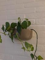 Muurbloempotten Present Time, Ophalen, Overige soorten, Halfschaduw, In pot