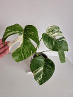 Monstera Deliciosa Albo Variegata kamerplant #3, Huis en Inrichting, Kamerplanten, Ophalen of Verzenden, Halfschaduw, Minder dan 100 cm