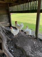 Trio Barnevelders, Dieren en Toebehoren, Meerdere dieren, Kip