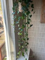 Supergrote hangplant ( hedera) in leuke rotan mand 1.85 cm ), Ophalen, Overige soorten, Halfschaduw, In pot