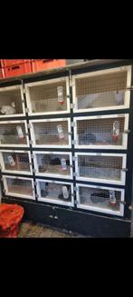 Konijnen/cavia flat aangeboden, Ophalen, 90 cm of meer, Konijn, Hok